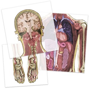 Laminas escaner del cuerpo humano2